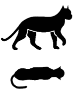 בדיוק במשקל הרצוי