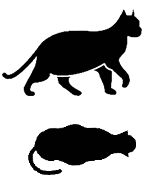 מעל למשקל הרצוי